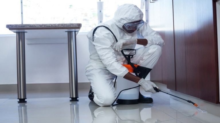 The Best Pest Control To Keep Your Home Pest-Free